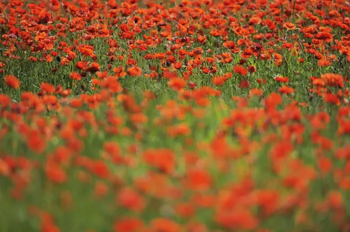 Framed Print : Poppy fields (Papaver sp) Lake Kerkini, Macedonia, Greece, May 2009 Framed Print : Poppy fields (Papaver sp) Lake Kerkini, Macedonia, Greece, May 2009