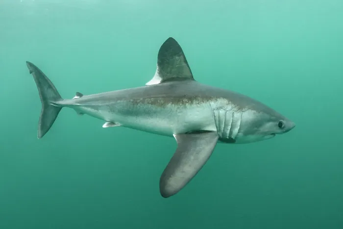 Framed Print : Porbeagle shark (Lamna nasus) portrait, Brittany, France, Northeast Atlantic Ocean Framed Print : Porbeagle shark (Lamna nasus) portrait, Brittany, France, Northeast Atlantic Ocean