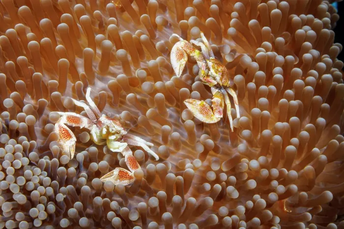 Framed Print : Porcelain crabs (Neopetrolisthes maculatus) pair, among tentacles of commensal Sea anemones, Yap, Federated States of Micronesia, Pacific Ocean Framed Print : Porcelain crabs (Neopetrolisthes maculatus) pair, among tentacles of commensal Sea anemones, Yap, Federated States of Micronesia, Pacific Ocean