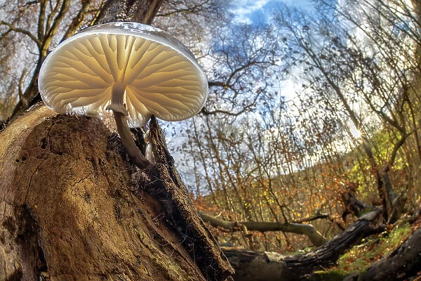 Porcelain fungus (Oudemansiella mucida) growing on fallen European beech (Fagus sylvatica). Peak District National Park, Derbyshire, UK. November