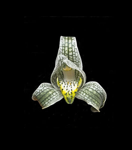 Porcelain orchid (Chloraea magellanica) with osmophores on lip, in visible light. Chile