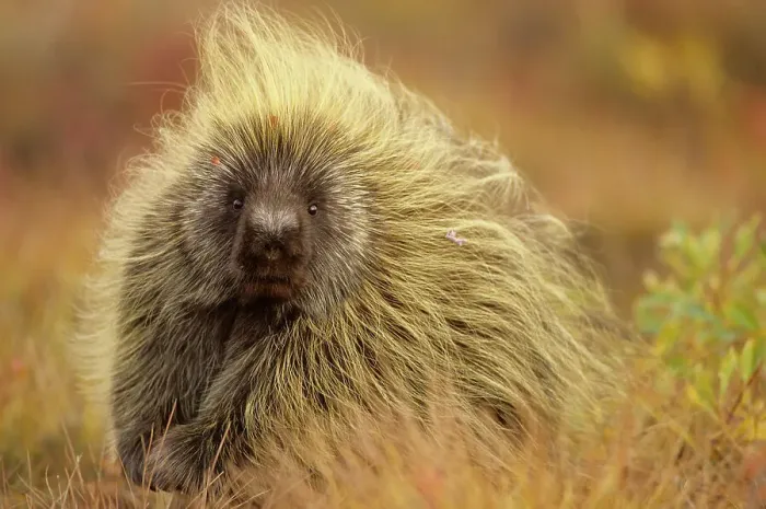 Framed Print : Porcupine (Erethizon dorsatum) on tundra. North Slope, Alaska, USA. September Framed Print : Porcupine (Erethizon dorsatum) on tundra. North Slope, Alaska, USA. September