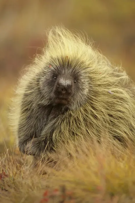 Framed Print : Porcupine (Erethizon dorsatum) on tundra. North Slope, Alaska, USA. September Framed Print : Porcupine (Erethizon dorsatum) on tundra. North Slope, Alaska, USA. September