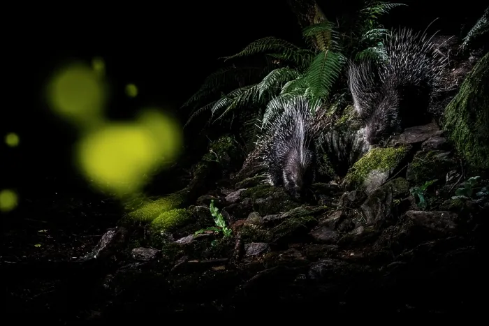 Framed Print : Two Porcupines (Hystrix cristata) walking along a path at night with Fireflies (Lampyridae) in flight, Apuan Alps, UNESCO geopark, Tuscany, Italy. June Framed Print : Two Porcupines (Hystrix cristata) walking along a path at night with Fireflies (Lampyridae) in flight, Apuan Alps, UNESCO geopark, Tuscany, Italy. June