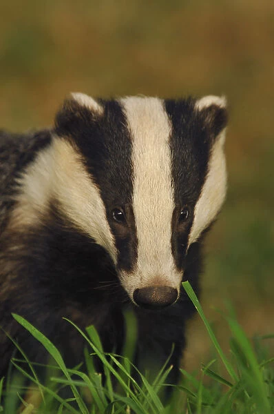 Portrait of an adult Badger (Meles meles), Derbyshire, UK