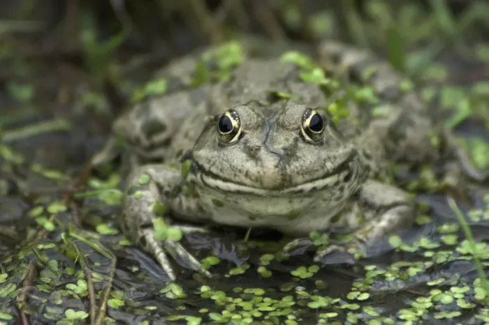 Framed Print : Portrait of an adult Marsh Frog (Rana ridibunda). Captive. Surrey, UK, September Framed Print : Portrait of an adult Marsh Frog (Rana ridibunda). Captive. Surrey, UK, September