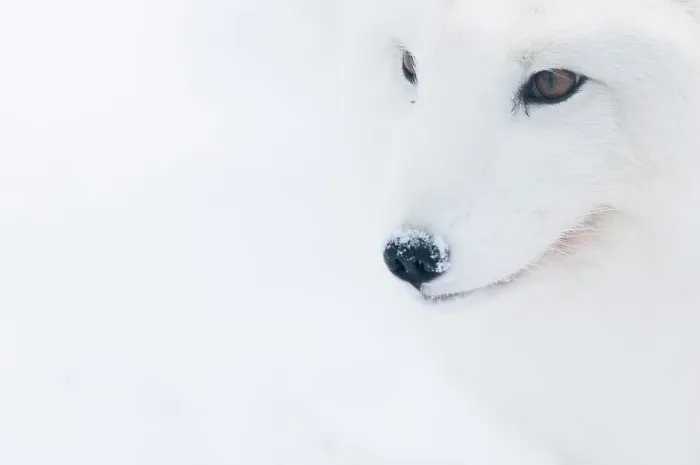 Framed Print : Portrait of an Arctic fox (Vulpes lagopus), captive, Norway, February Framed Print : Portrait of an Arctic fox (Vulpes lagopus), captive, Norway, February