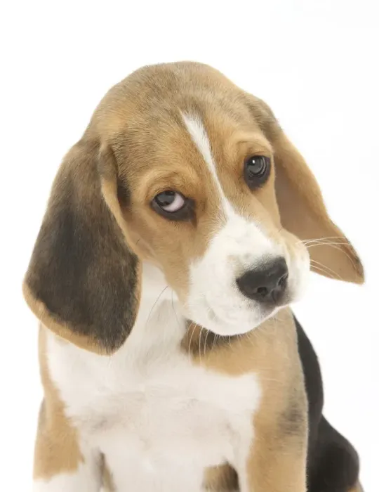 Framed Print : Portrait of a Beagle puppy Framed Print : Portrait of a Beagle puppy