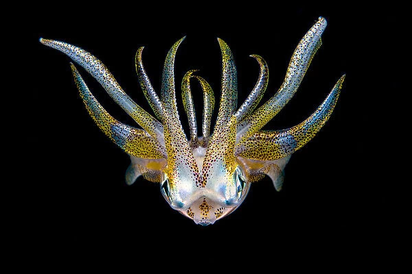Portrait of a Bigfin reef squid (Sepioteuthis lessoniana) in open water at night