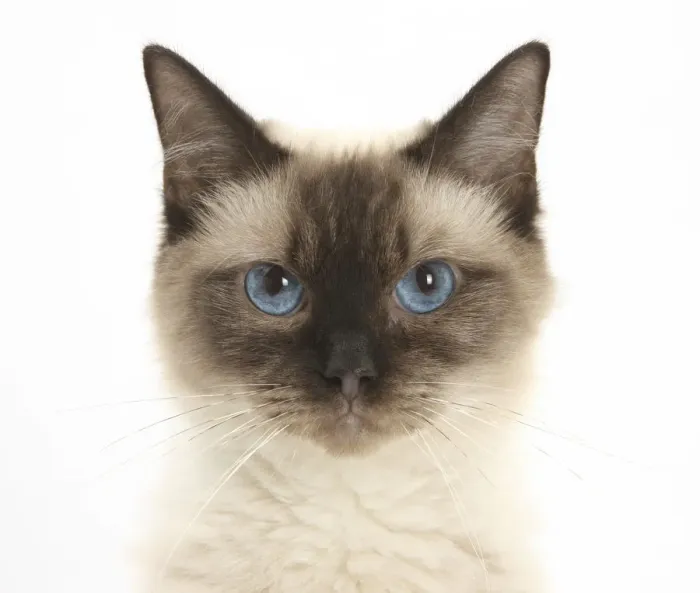 Framed Print : Portrait of a Birman-cross cat Framed Print : Portrait of a Birman-cross cat
