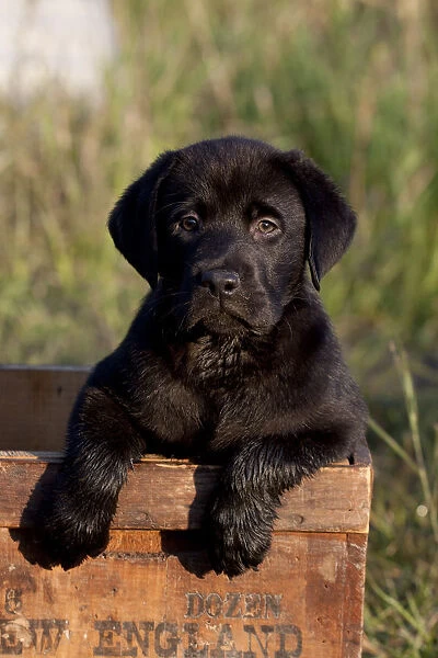 Portrait of Black Labrador Retriever puppy in antique wooden egg box, Illinois, USA