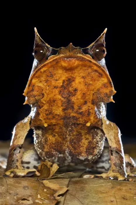 Framed Print : Portrait of Bornean Horned Frog (Megophrys nasuta) amongst leaf-litter in forest floor Framed Print : Portrait of Bornean Horned Frog (Megophrys nasuta) amongst leaf-litter in forest floor