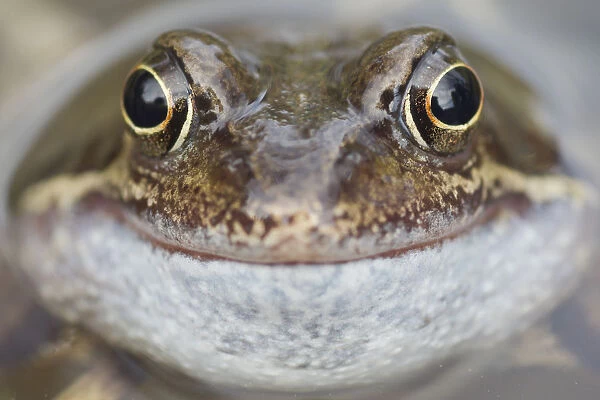 Portrait of Common frog (Rana temporaria) in garden pond, Warwickshire, England, UK, March