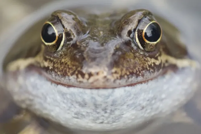 Framed Print : Portrait of Common frog (Rana temporaria) in garden pond, Warwickshire, England, UK, March Framed Print : Portrait of Common frog (Rana temporaria) in garden pond, Warwickshire, England, UK, March