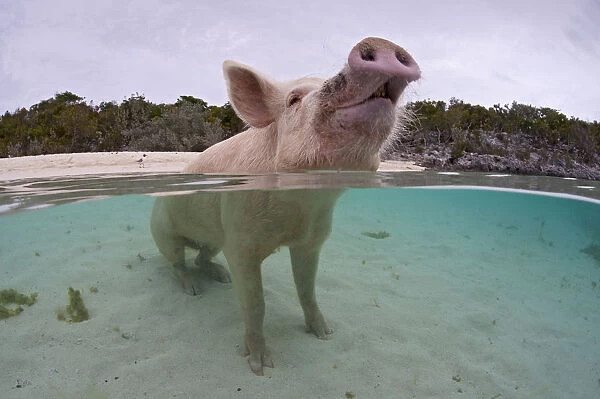 Portrait of a domestic pig (Sus domestica) sitting in the sea. Exuma Cays, Bahamas