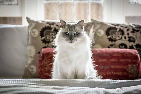 Portrait of domestic ragdoll cat, male Shiloh age 13 on a bed