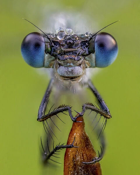 Portrait of a Emerald damselfly (Lestes sponsa) Yorkshire, August. Focus stacked image