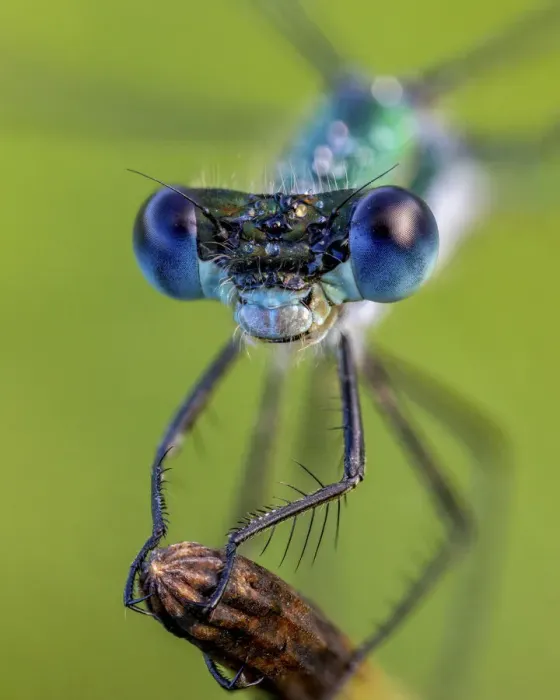 Framed Print : Portrait of a Emerald Damselfly (Lestes sponsa). Ledston, Yorkshire, England, UK, July Framed Print : Portrait of a Emerald Damselfly (Lestes sponsa). Ledston, Yorkshire, England, UK, July