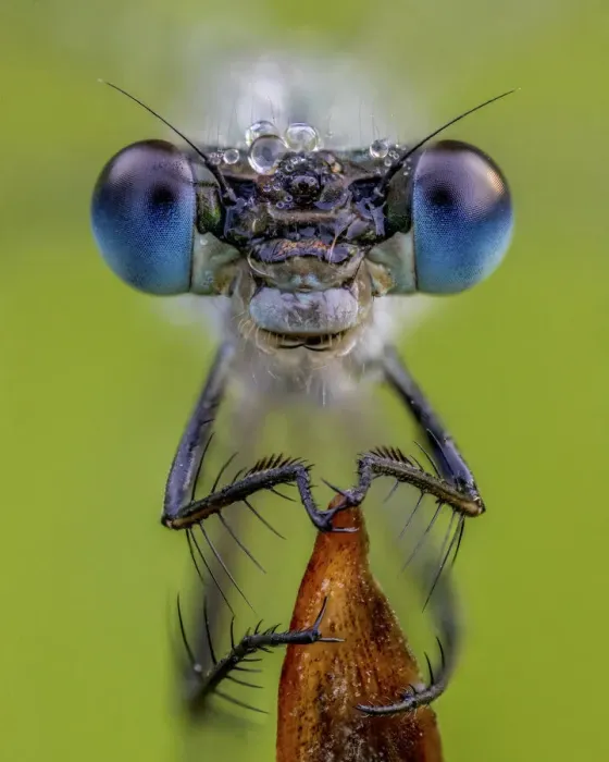 Framed Print : Portrait of a Emerald damselfly (Lestes sponsa) Yorkshire, August. Focus stacked image Framed Print : Portrait of a Emerald damselfly (Lestes sponsa) Yorkshire, August. Focus stacked image