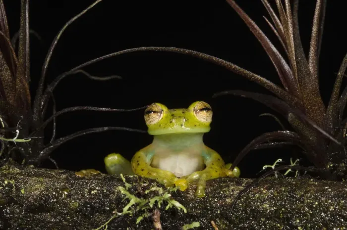 Framed Print : Portrait of an Emerald Glass Frog (Espadarana / Centrolenella prosoblepon). Captive Framed Print : Portrait of an Emerald Glass Frog (Espadarana / Centrolenella prosoblepon). Captive
