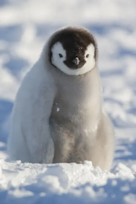 Framed Print : Portrait of Emperor penguin chick (Aptenodytes forsteri) sitting in the snow at Snow Framed Print : Portrait of Emperor penguin chick (Aptenodytes forsteri) sitting in the snow at Snow