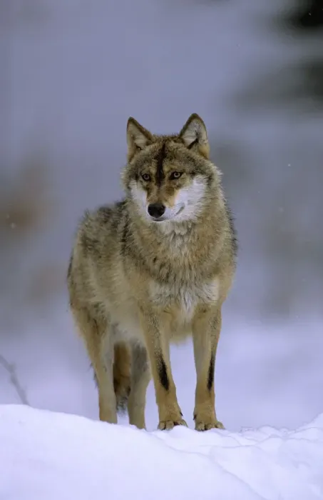 Framed Print : Portrait of European grey wolf (Canis lupus) in snow, Bayerisherwald National Park Framed Print : Portrait of European grey wolf (Canis lupus) in snow, Bayerisherwald National Park