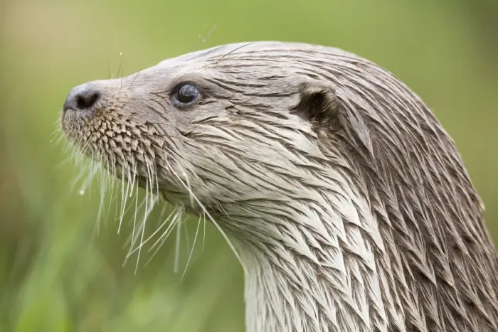 Framed Print : Portrait of European river otter {Lutra lutra} captive, UK Framed Print : Portrait of European river otter {Lutra lutra} captive, UK