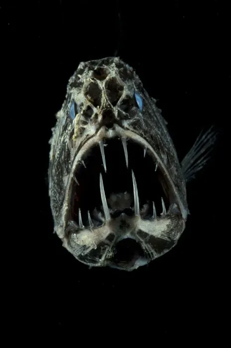 Framed Print : Portrait of Fangtooth {Anoplogaster cornuta} Atlantic Framed Print : Portrait of Fangtooth {Anoplogaster cornuta} Atlantic