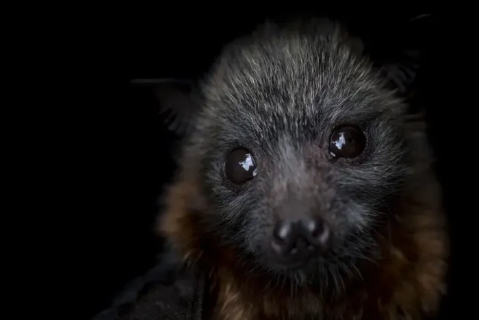 Framed Print : Portrait of a female rescued Grey-headed flying-fox (Pteropus poliocephalus) pup Framed Print : Portrait of a female rescued Grey-headed flying-fox (Pteropus poliocephalus) pup