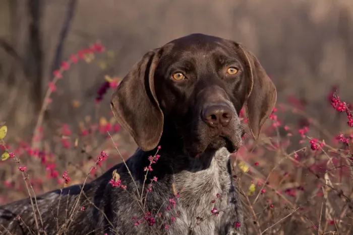 Framed Print : Portrait of German Shorthair Pointer in thicket of pink berries, Illinois, USA Framed Print : Portrait of German Shorthair Pointer in thicket of pink berries, Illinois, USA