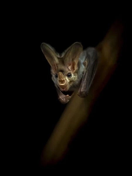 Portrait of a Ghost bat (Macroderma gigas) with dark background, captive, Adelaide Zoo