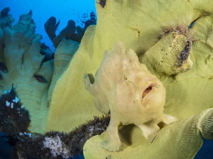Framed Print : Portrait of a Giant frogfish (Antennarius commersoni) on a large Yellow elephant ear sponge Framed Print : Portrait of a Giant frogfish (Antennarius commersoni) on a large Yellow elephant ear sponge