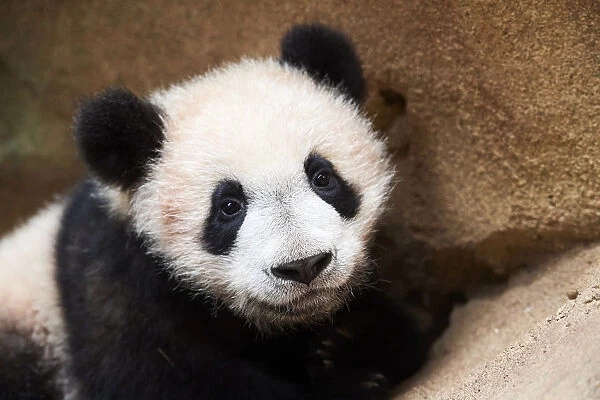 Portrait of Giant panda cub (Ailuropoda melanoleuca) captive