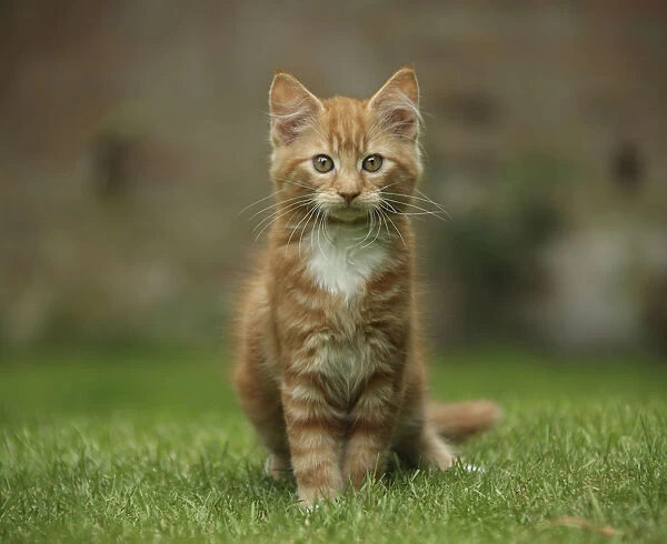 Portrait of a ginger kitten on grass