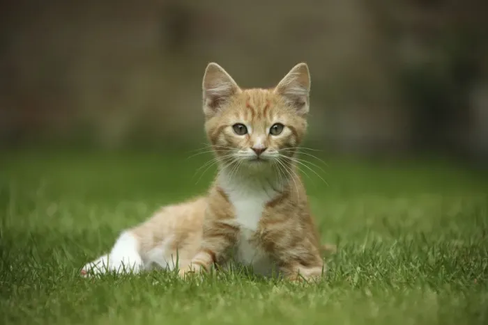 Framed Print : Portrait of ginger kitten lying on grass Framed Print : Portrait of ginger kitten lying on grass