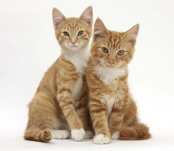 Portrait of two ginger kittens