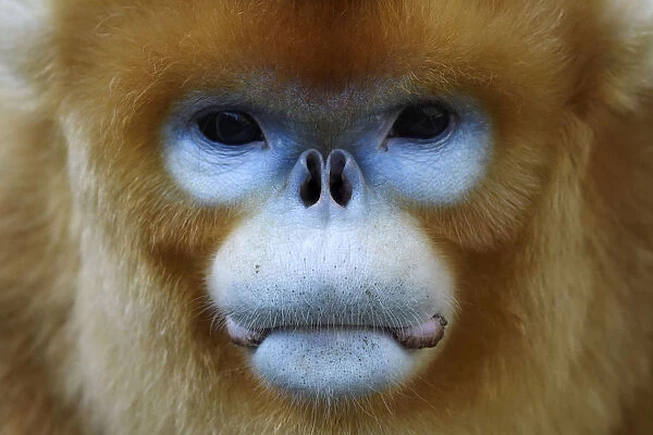 Portrait of a Golden snub-nosed monkey 1+Rhinopithecus roxellana+2 full frame of the face