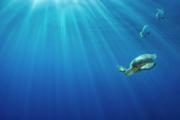 Portrait of a Green sea turtle (Chelonia mydas) in morning light. Sipadan Island, Sabah, Borneo, Malaysia. Celebes Sea
