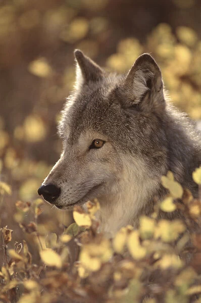 Portrait of grey wolf, USA