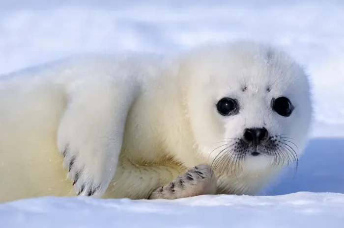 Framed Print : Portrait of Harp seal (Phoca groenlandicus) pup, Magdalen Islands, Gulf of St Lawrence