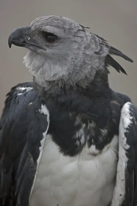 Framed Print : Portrait of a Harpy Eagle (Harpia harpyja) - captive. Endemic to South American tropical zones Framed Print : Portrait of a Harpy Eagle (Harpia harpyja) - captive. Endemic to South American tropical zones