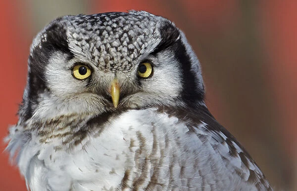Portrait of a Hawk Owl (Surnia ulula). Uto, Finland, March