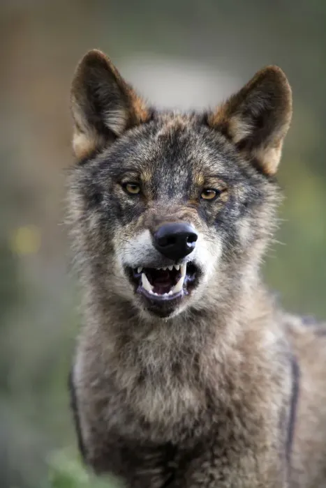 Framed Print : Portrait of Iberian wolf {Canis lupus sygnatus} snarling, captive, Lobo Park, Antequera Framed Print : Portrait of Iberian wolf {Canis lupus sygnatus} snarling, captive, Lobo Park, Antequera