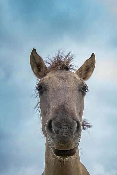 Portrait of Konik wild horse (Equus ferus caballus), Meinerswijk nature reserve, near Arnhem, the Netherlands. June
