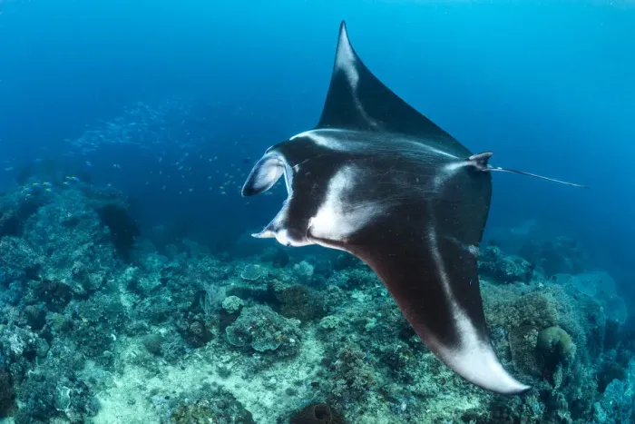 Framed Print : Portrait of a large female Reef manta ray (Mobula alfredi) swimming over a coral reef Framed Print : Portrait of a large female Reef manta ray (Mobula alfredi) swimming over a coral reef