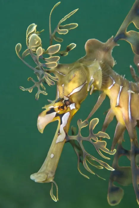 Framed Print : A portrait of a Leafy Seadragon (Phycodurus eques). Wool Bay Jetty, Edithburgh, Yorke Peninsular Framed Print : A portrait of a Leafy Seadragon (Phycodurus eques). Wool Bay Jetty, Edithburgh, Yorke Peninsular