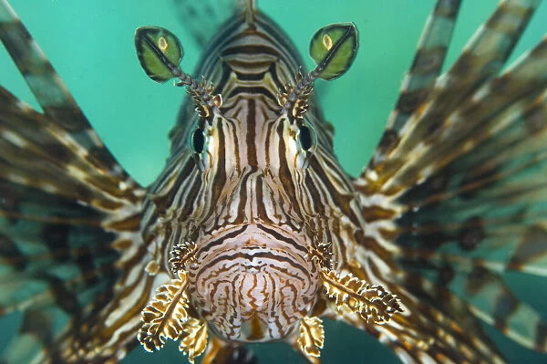 Portrait of a lionfish (Pterois volitans), a study of concentration as it hunts