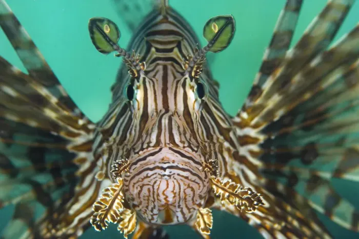 Framed Print : Portrait of a lionfish (Pterois volitans), a study of concentration as it hunts Framed Print : Portrait of a lionfish (Pterois volitans), a study of concentration as it hunts