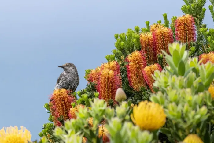 Framed Print : Portrait of a Little wattlebird (Anthochaera chrysoptera) perched within Framed Print : Portrait of a Little wattlebird (Anthochaera chrysoptera) perched within