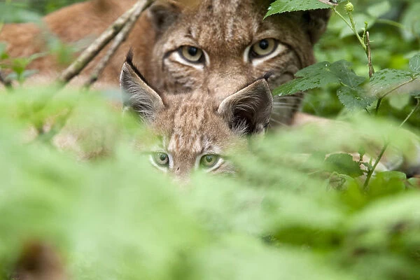 Portrait of a Lynx (Lynx lynx) mother and kitten. Hanau, Germany, July. Captive
